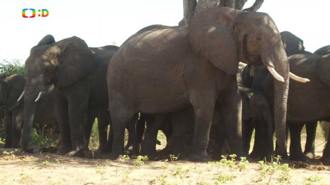 Africká abeceda - S – slon