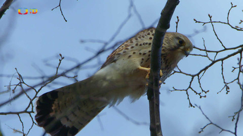 Ptačí rodinky - Poštolčí zásnuby