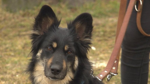 Chcete mě? - Chcete je?