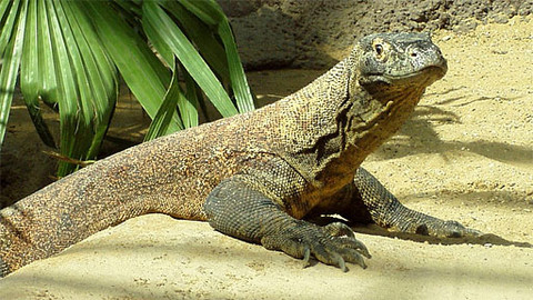 Obdivuhodný svět přírody - Varani komodští