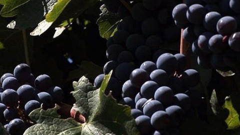 Na cestě - Na cestě po Mendoze