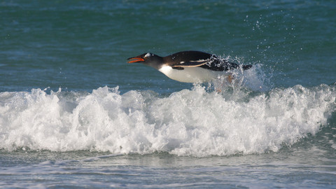 Naše kulatá planeta - Tučňáci, mistři přežití