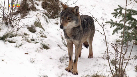 Terčin zvířecí svět - 17. října