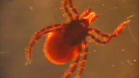 Odhalené souvislosti - Paraziti a boj o potravu