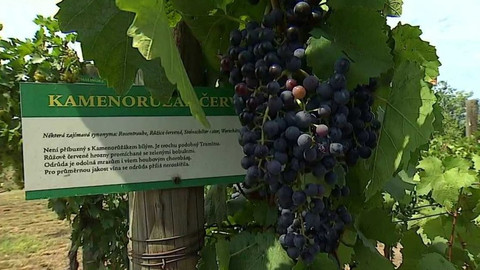 Týden v regionech (Ostrava) - 18. srpna 2018