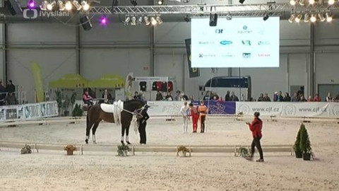 Jezdectví - Jezdecký festival v Lysé nad Labem