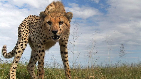 Serengeti - 4/6 Kdo s koho