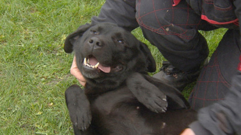 Chcete mě? - Chcete je?