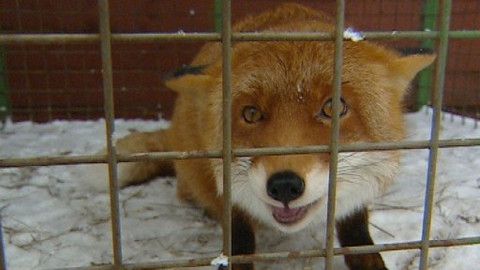 Chcete mě? - 16. ledna 2009