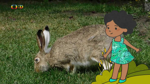 Velká kniha o zvířátkách - Epizoda 22/52