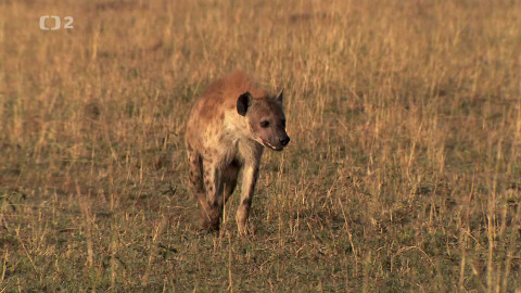 Dobrodružství vědy a techniky - Hyeny skvrnité - klany savan