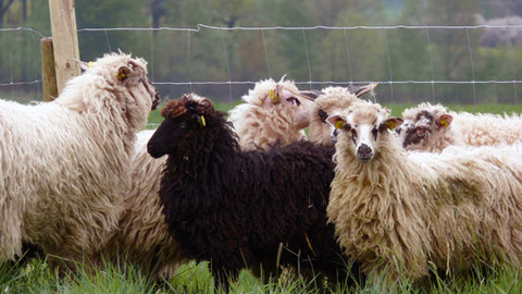 Malá farma - Ovčáci, čtveráci