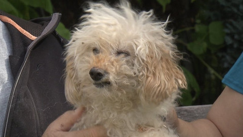 Chcete mě? - Chcete je?