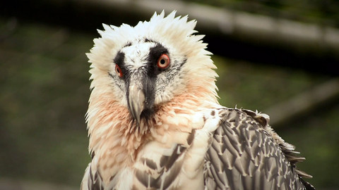 Češi zachraňují - Češi zachraňují... orlosupy v Evropě