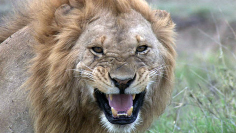 Hvězdy zvířecí říše - 3/32 Nejsilnější tvor