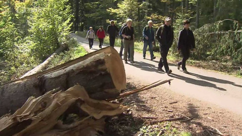 Sport v regionech - Koruna Česka, Plechý