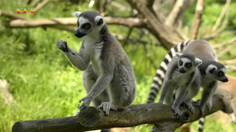 Zvěd - 4/5 Proč bojujeme?