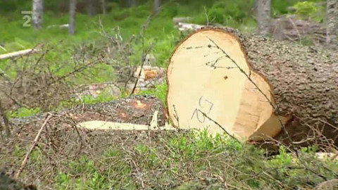 Nedej se! - Šumava, kůrovec