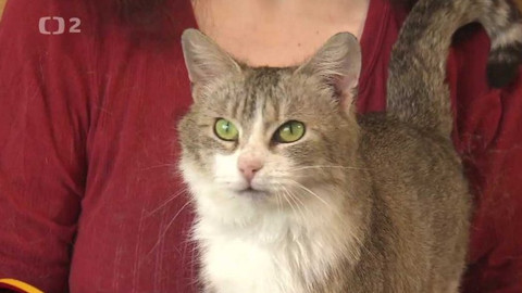 Chcete mě? - Chcete je?