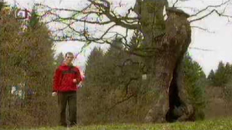 Živé srdce Evropy - Žižkův dub