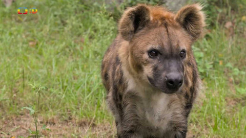 S Jakubem v Africe - 10/13 Hyeny