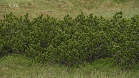 Minuty z Krkonoš - Morušková kleč