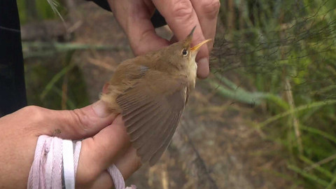 Nedej se! - Jak se rodí láska k ornitologii