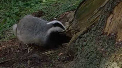 Pruhovaní kamarádi - 4/10 Příběh čtvrtý