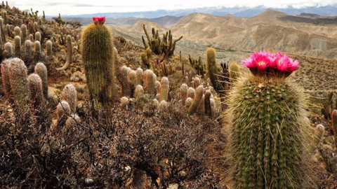 Gejzír - 6. května 2021