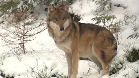 Chcete mě? - 13. prosince 2015