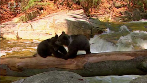 Méďové - Za posledním sněhem