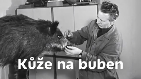 Kůže na buben