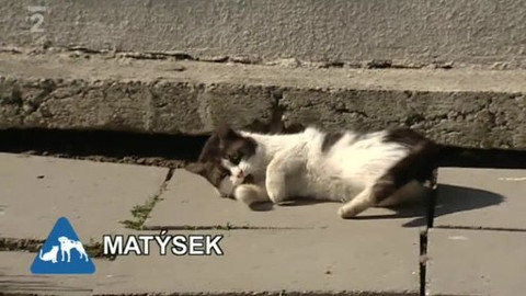 Chcete mě? - Chcete je?