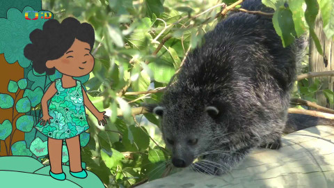 Velká kniha o zvířátkách - Epizoda 26/52