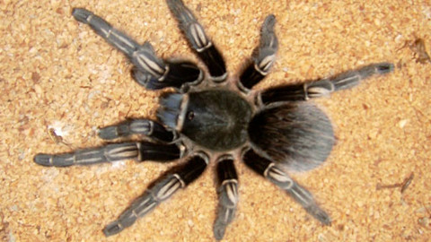 Nebezpečná setkání - Štíři