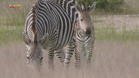 Moje zvířecí rodinka - 8. června 2020