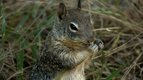 Obdivuhodný svět přírody - Sysel skalní