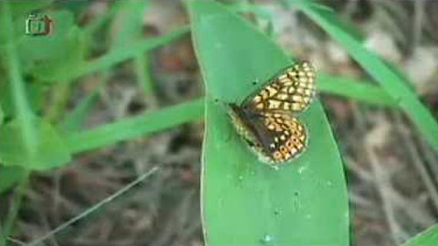 Živé srdce Evropy - Hnědásek chrastavcový