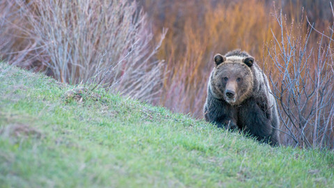 Divoký Yellowstone - 2/2 Grizzlí léto