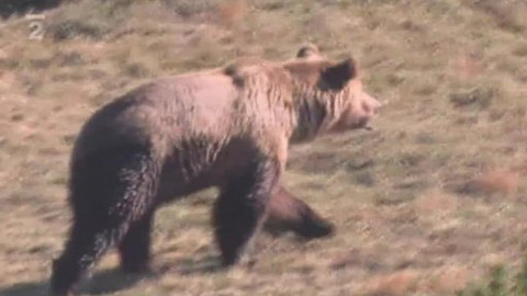Přidej se - Medvědi na Slovensku II.