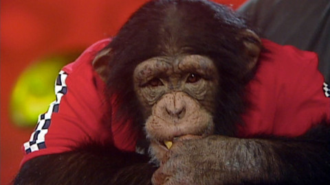 Nedej se! - Opičí láska