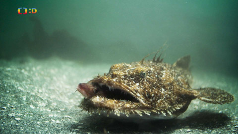 V divočině, tam to žije - Epizoda 11/40