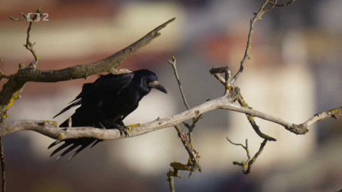Vzpoura zvířat - 2/3 Ptáci ve městě