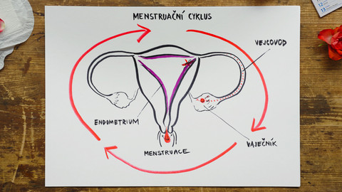 What the Fact? - Jak se mění menstruace?