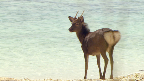 Obdivuhodný svět přírody - Jelen sika
