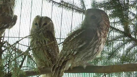 Nedej se! - Člověk proti ptákům