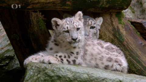 Máme rádi zvířata - 11. listopadu 2024