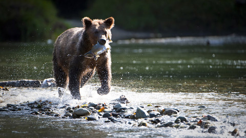 Přírodní mikrosvěty - Kanadský pobřežní prales