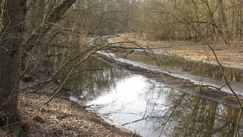 Mizející místa domova - Prales u Poděbrad