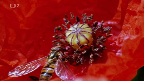 Dobrodružství vědy a techniky - Zvířata pod vlivem